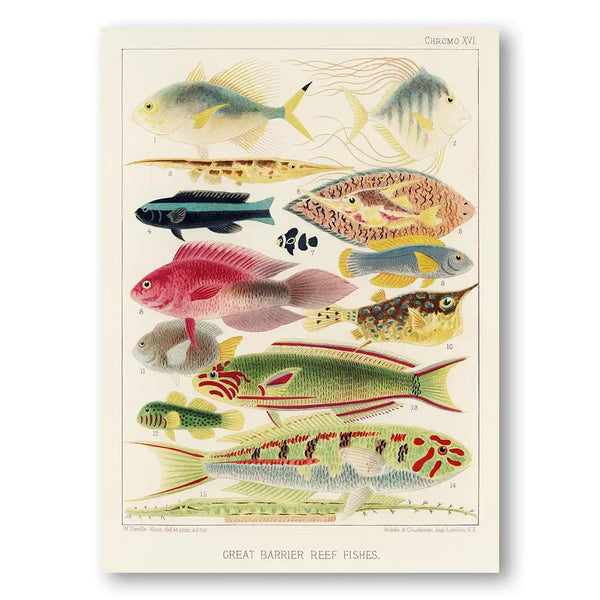 Great Barrier Reef Vintage Fish 2 Art Print