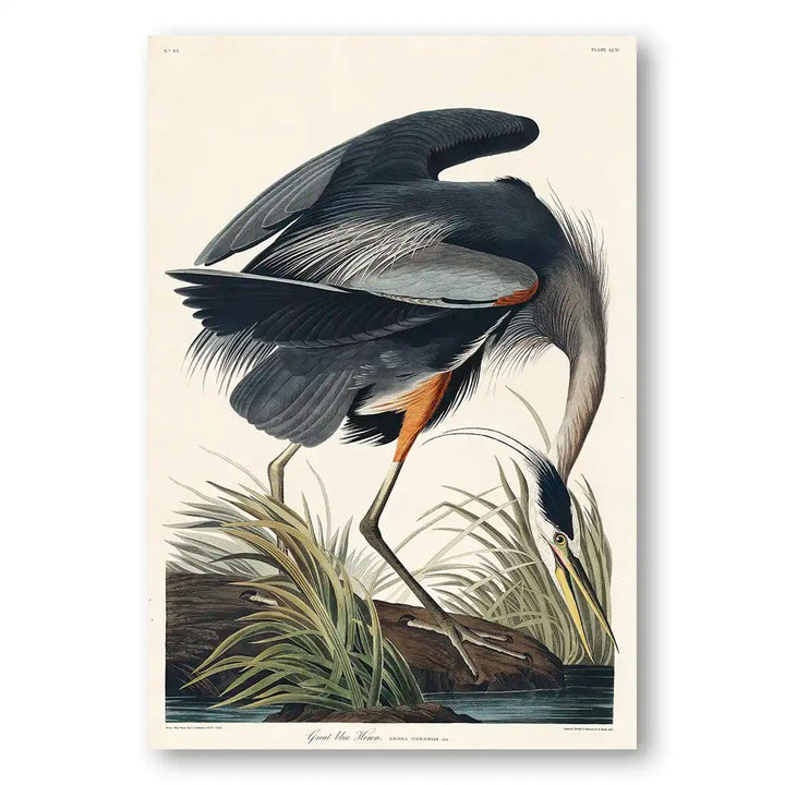 Great Blue Heron by John James Audubon Art Print