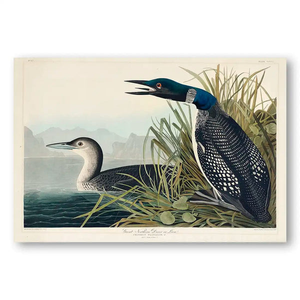 Great Northern Divers by John James Audubon Wall Art Print