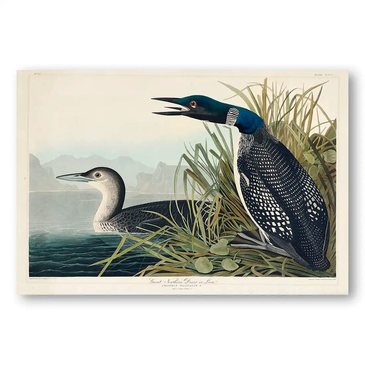 Great Northern Divers by John James Audubon Art print (Landscape)