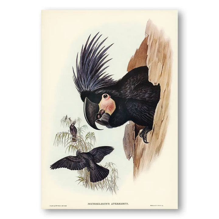 Great Palm Cockatoo Art Print