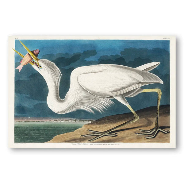 Great White Heron by John James Audubon Wall Art Print