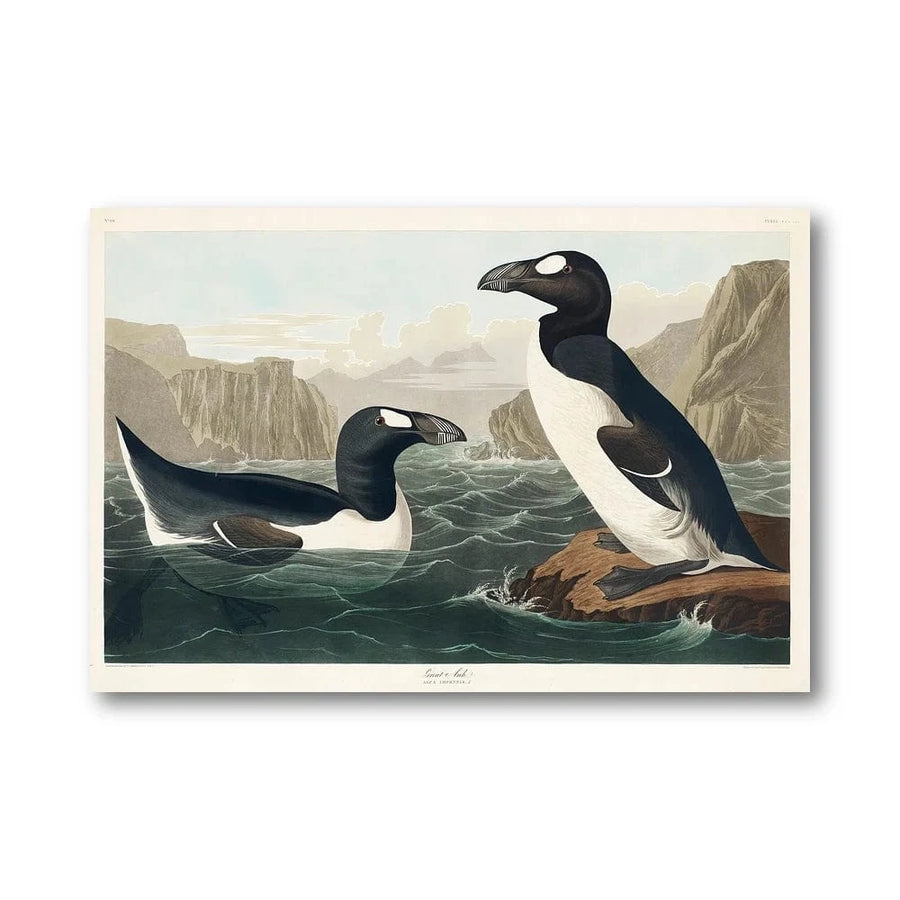 Great Auk Audubon Art Print