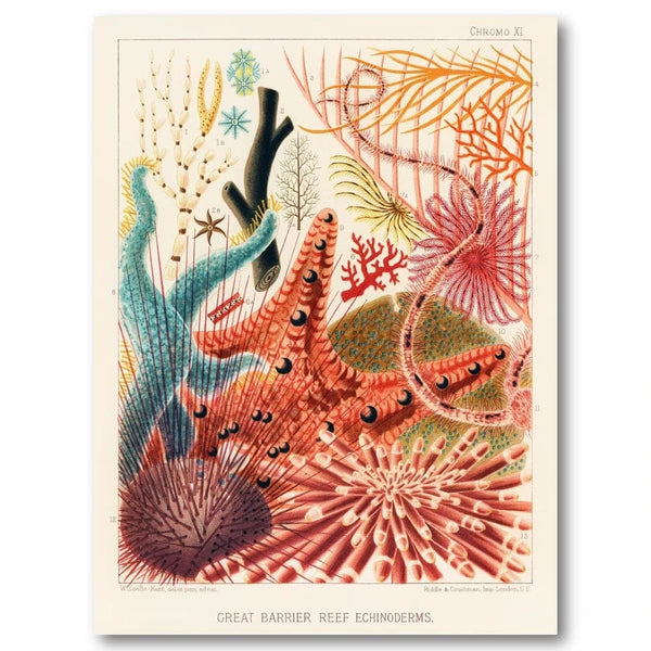 Tropical Echinoderm Harmony Art Print