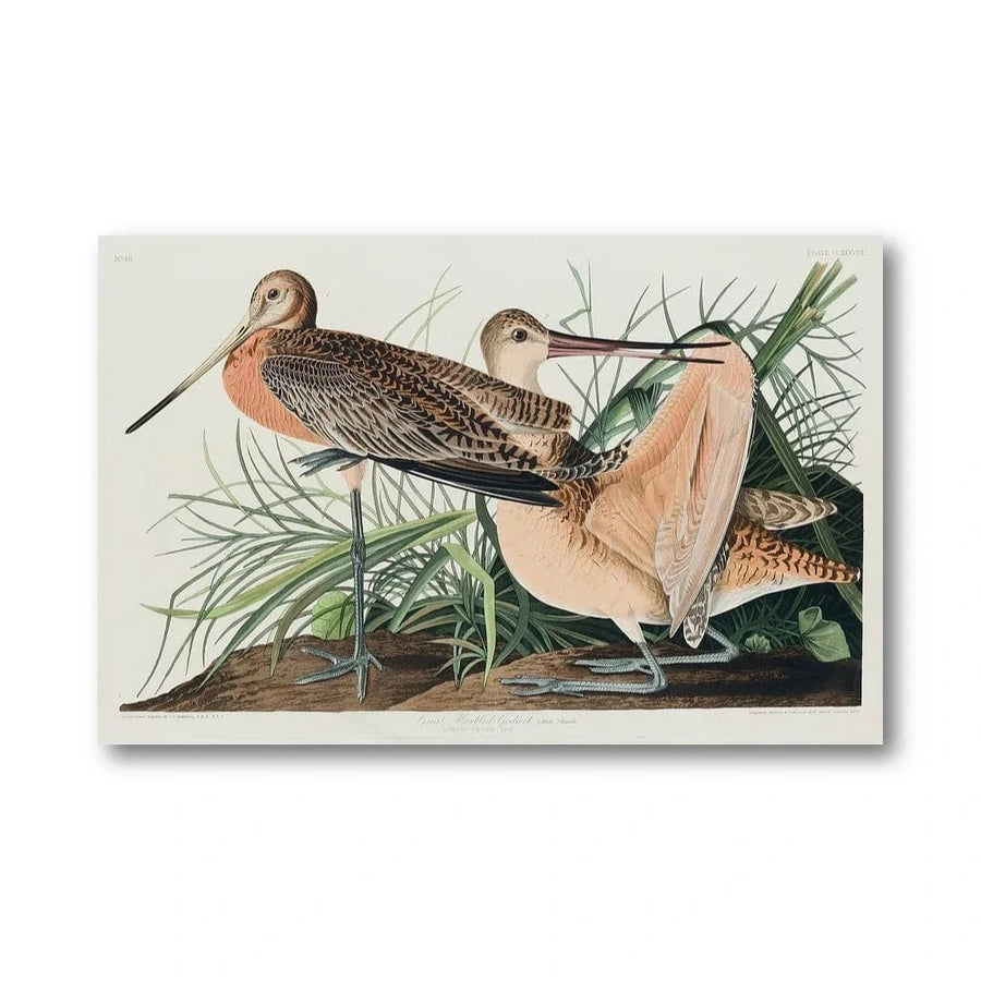 Great Marbled Godwit Art Print