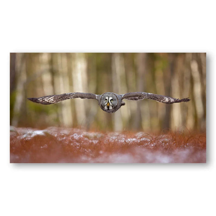 Forest Flight Owl Photo Print