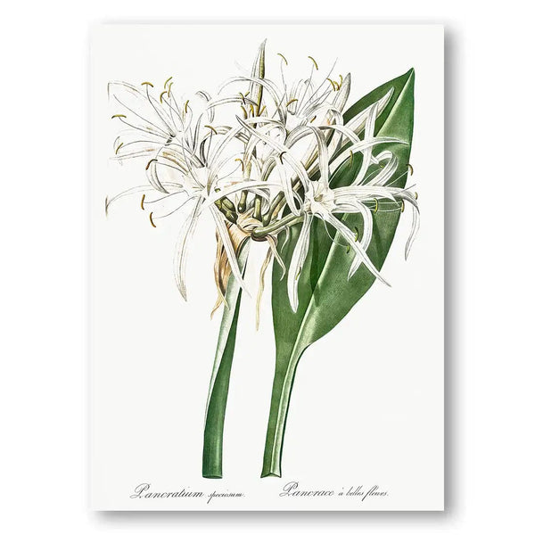 Green Tinged Spider Lily Flower Art Print