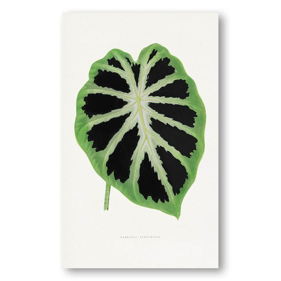 Green Alocasia Leaf Art Print