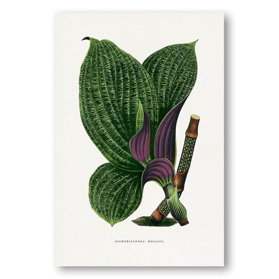 Green Dichorisandra Mosaica by Les Plantes Art Print