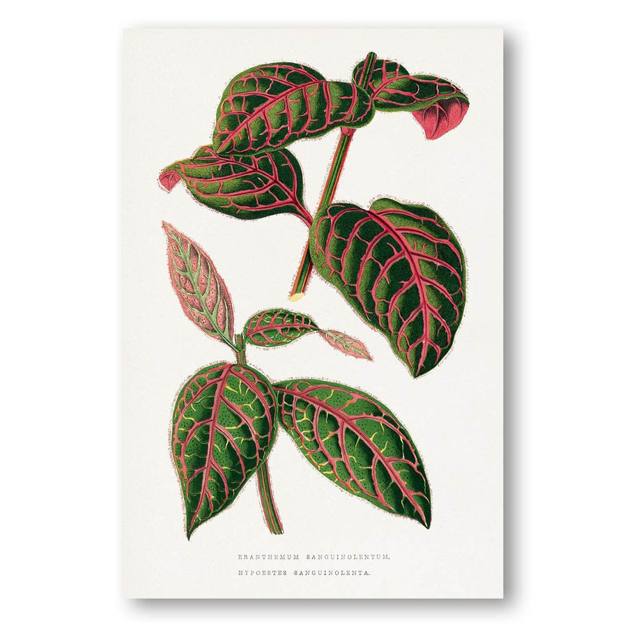 Green Eranthemum Leaf Illustration Art Print