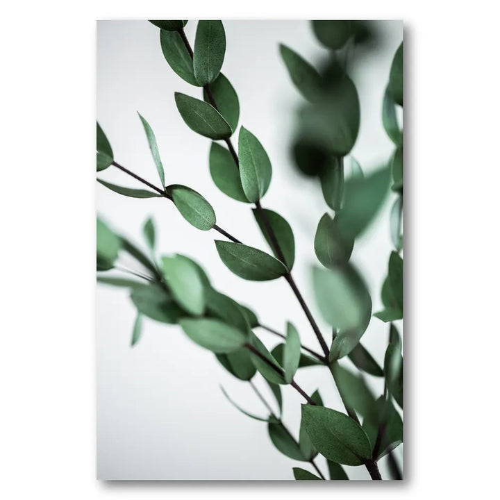 Green Eucalyptus Branches Photo Print