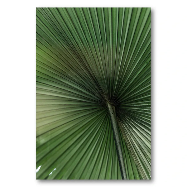 Green Palm Leaf Photo Print