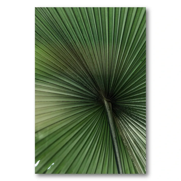 Green Palm Leaf Photo Print