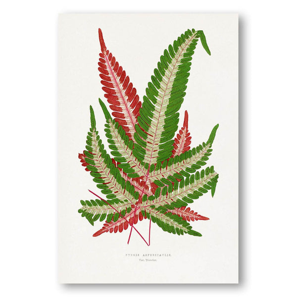 Green Fern Leaf Illustration by Alexander Francis Lydon & Benjamin Art Print
