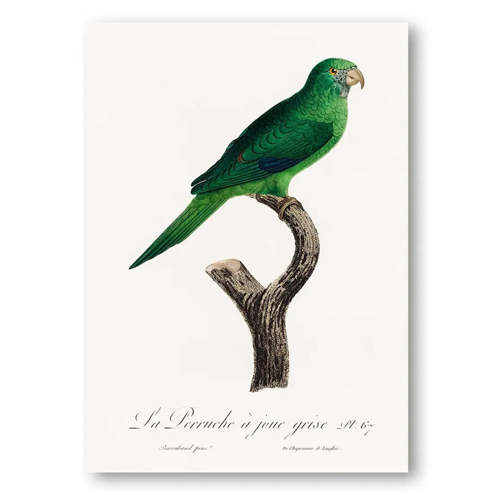 The Grey-Cheeked Parakeet Art Print