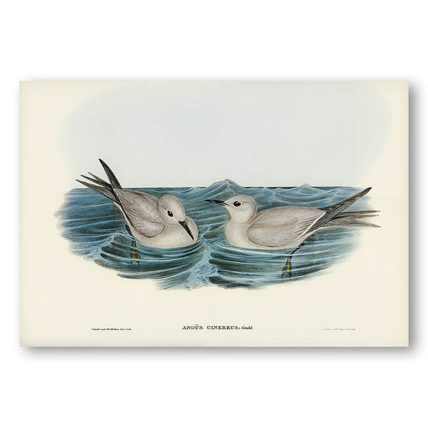 Grey Noddy by Elizabeth Gould Art Print
