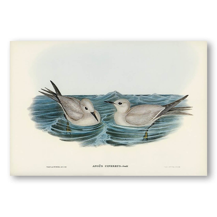 Grey Noddy by Elizabeth Gould Art Print