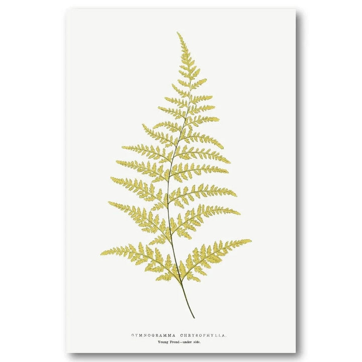 Gymnogramma Chrysophylla Botanical Art Print