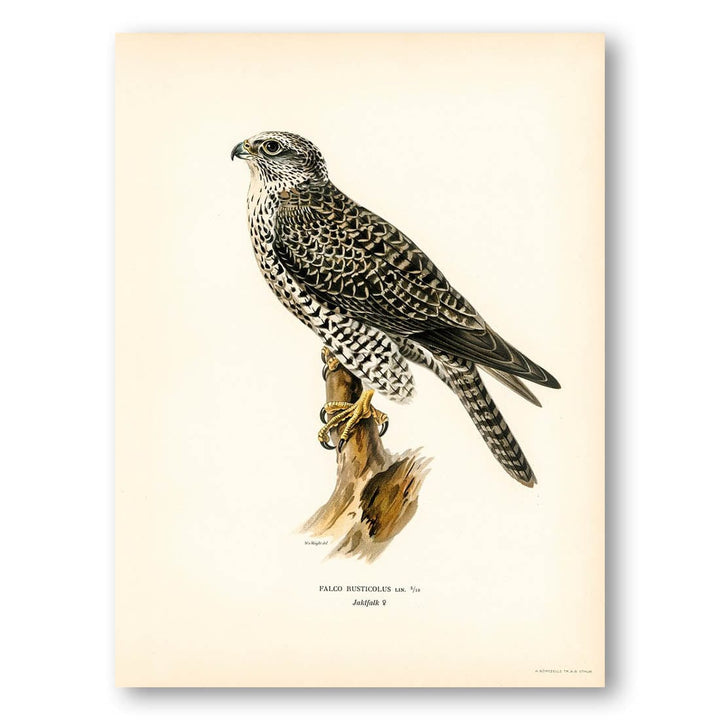 Gyrfalcon by von Wright Art Print