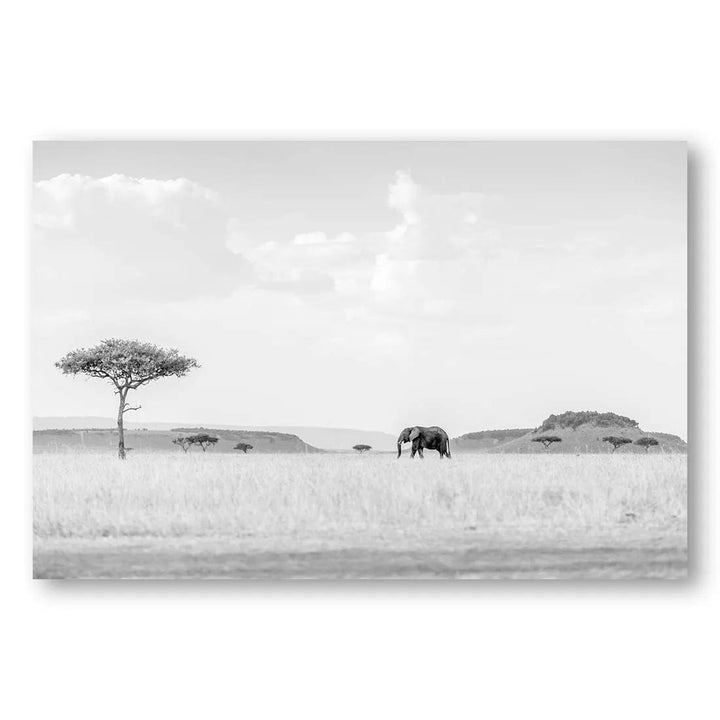 Elephant's Tranquil Savannah Photo Print