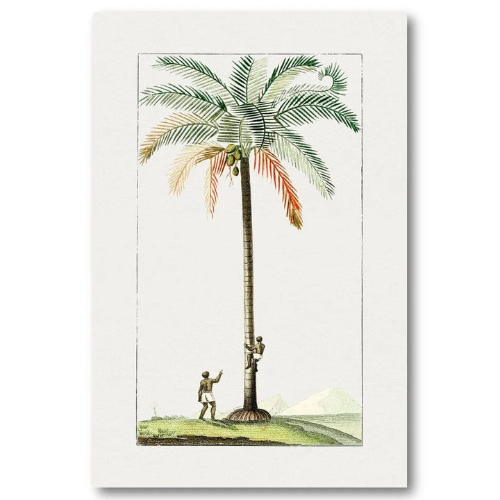 Vintage Coconut Palm Art Print