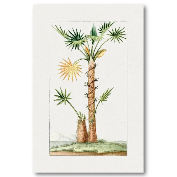 Tropical Palm Palm With Golden Flower Clusters Art Print
