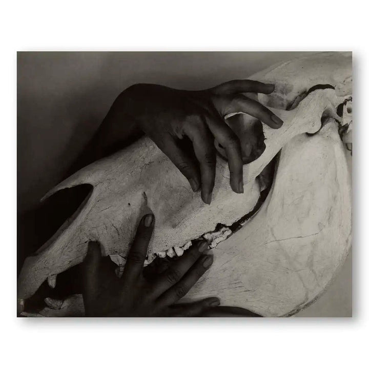 Hands & Horse Skull by Alfred Stieglitz Art Print (Landscape)