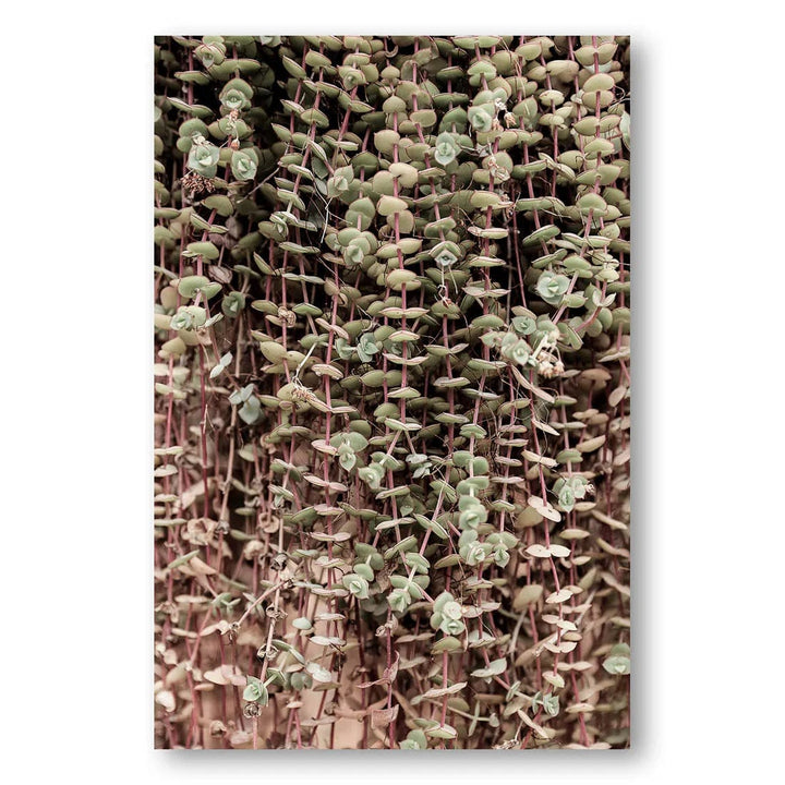 Succulent Hanging Bounty Photo Print