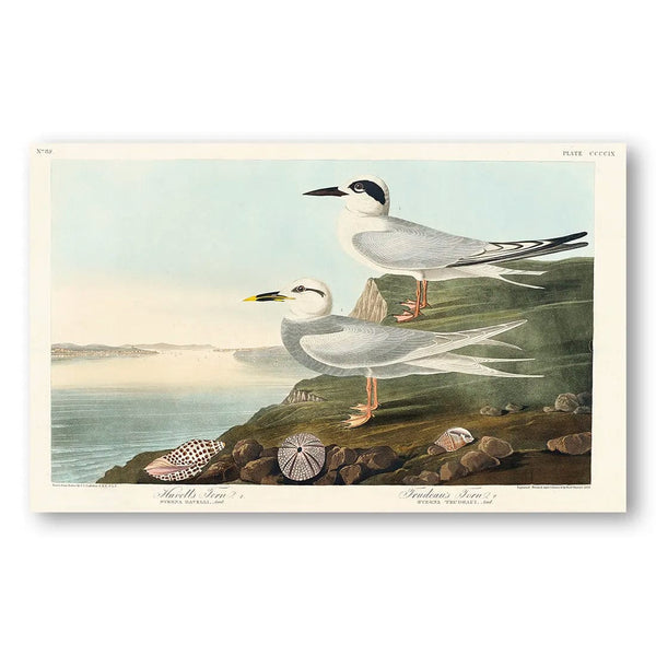 Havell's & Trudeau Terns by John James Audubon Wall Art Print