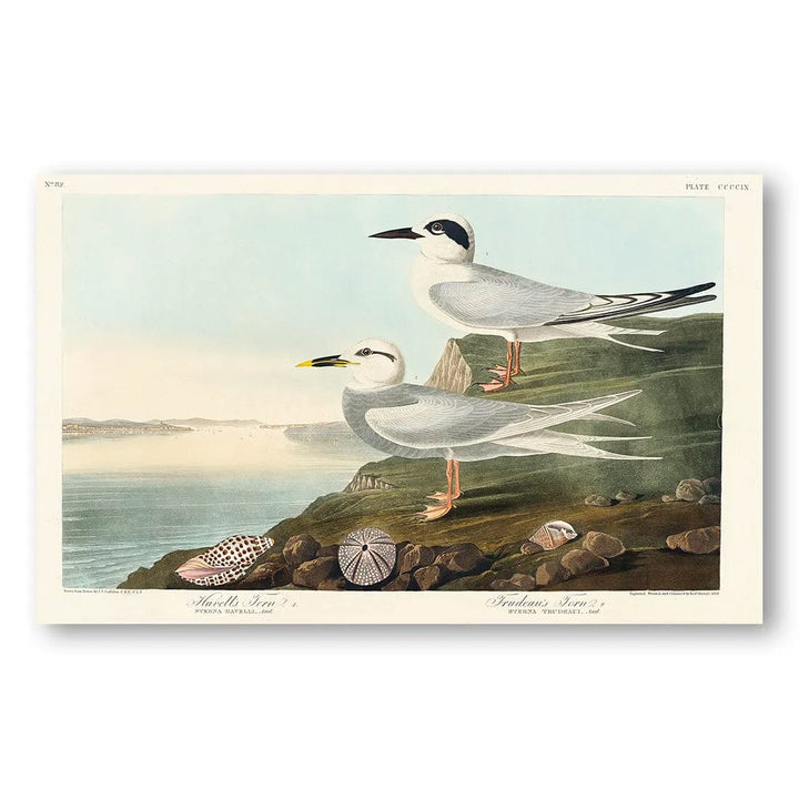 Havell's & Trudeau Terns by John James Audubon Art Print (Landscape)