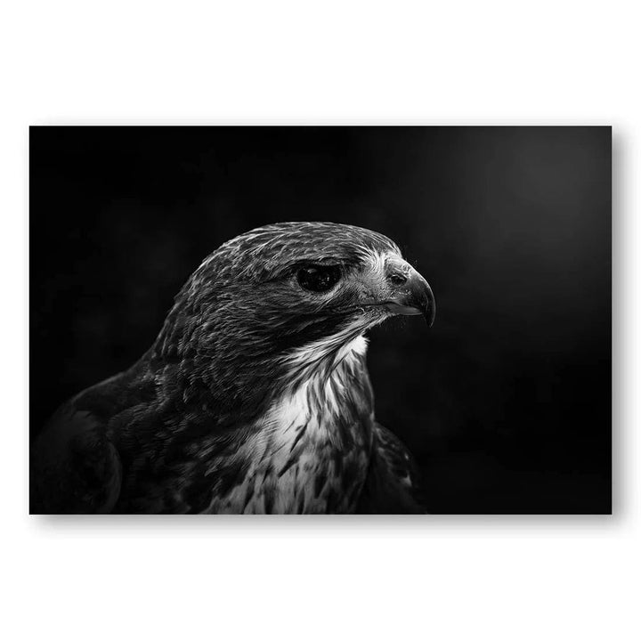 Midnight Hawk Photo Print