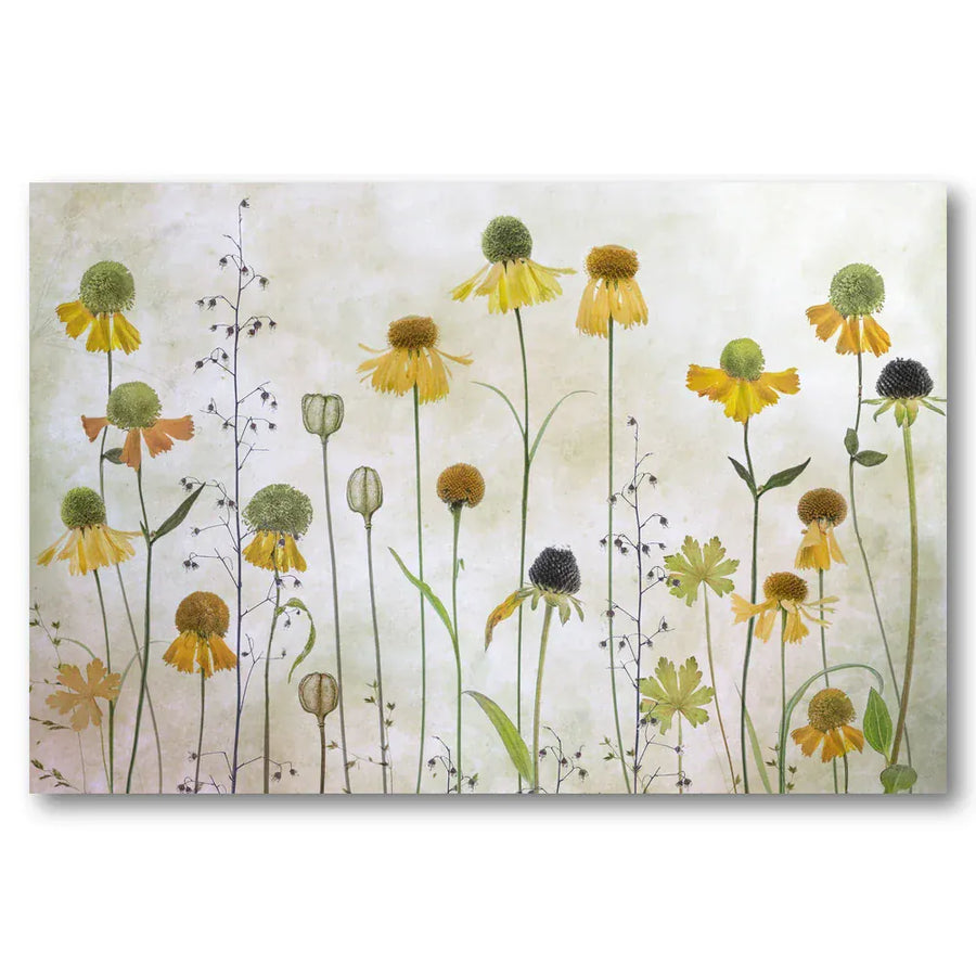 Wild Helenium Meadow Art Print