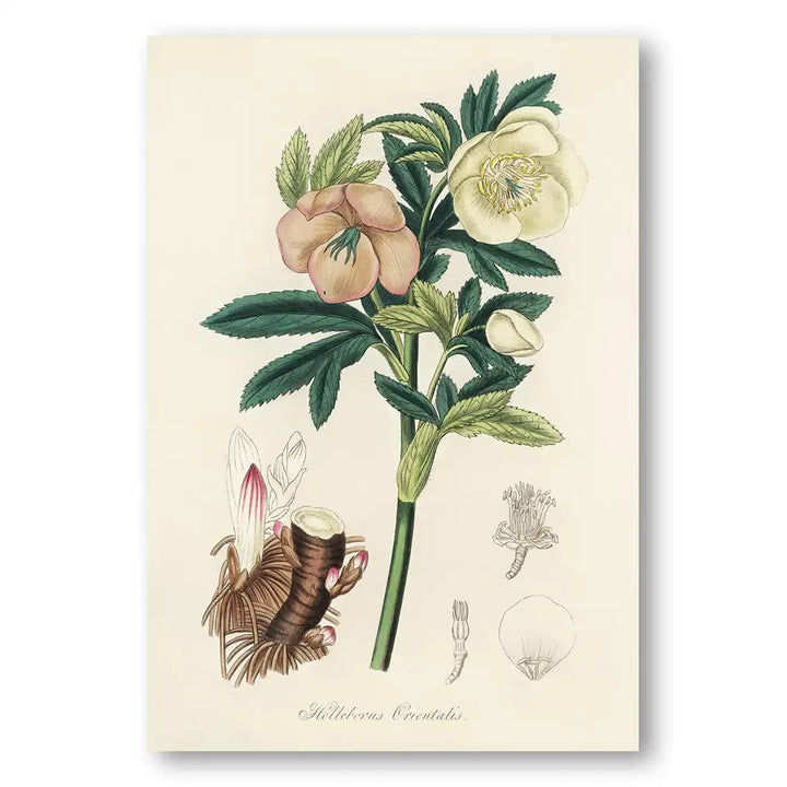 Hellebore Vintage Botanical Art Print