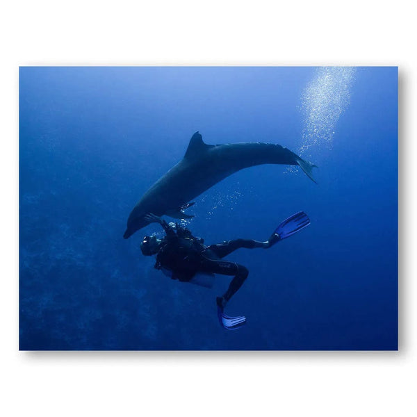 Dolphin's Embrace Photo Print