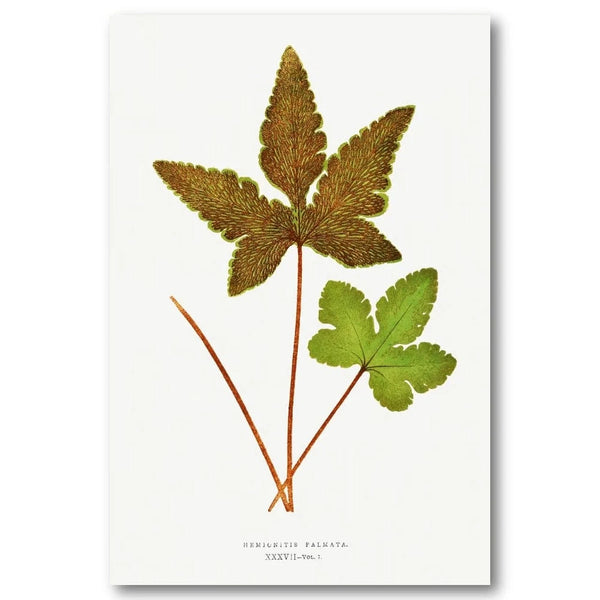 Hemionitis Palmata Botanical Gold and Green Leaflets Art Print