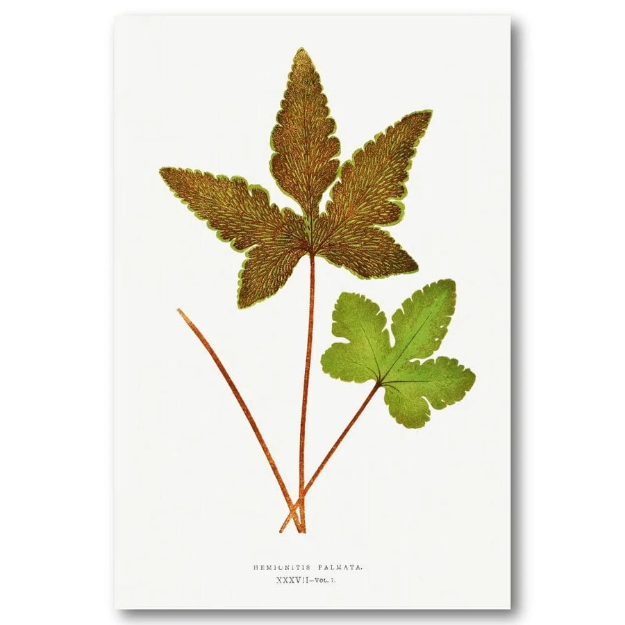 Hemionitis Palmata Botanical Gold and Green Leaflets Art Print