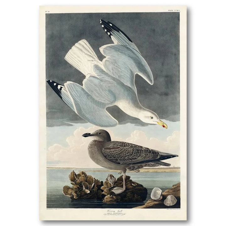 Herring Gull Audubon Art Print