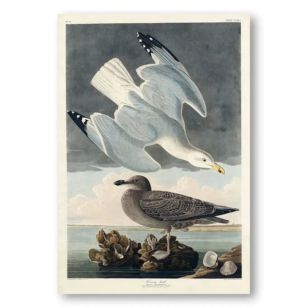 Herring Gulls by John James Audubon Art Print