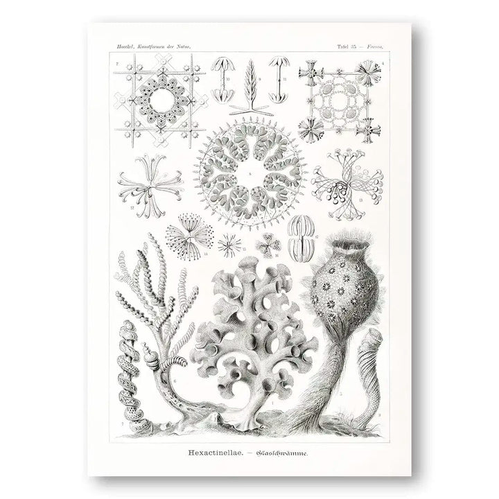 Hexactinellae-Glasschwamme Coastal Art Print