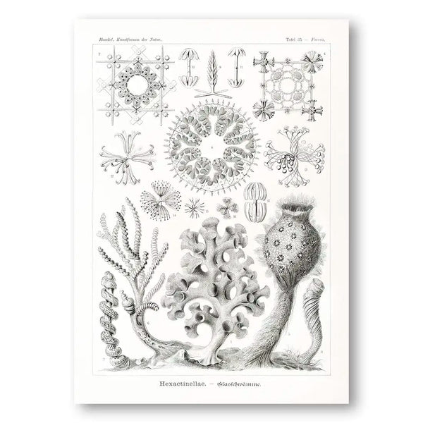 Hexactinellae-Glasschwamme Coastal Art Print