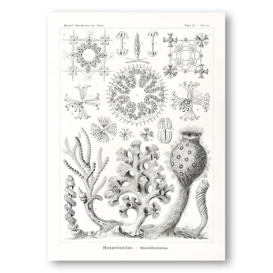 Hexactinellae-Glasschwamme Coastal Art Print