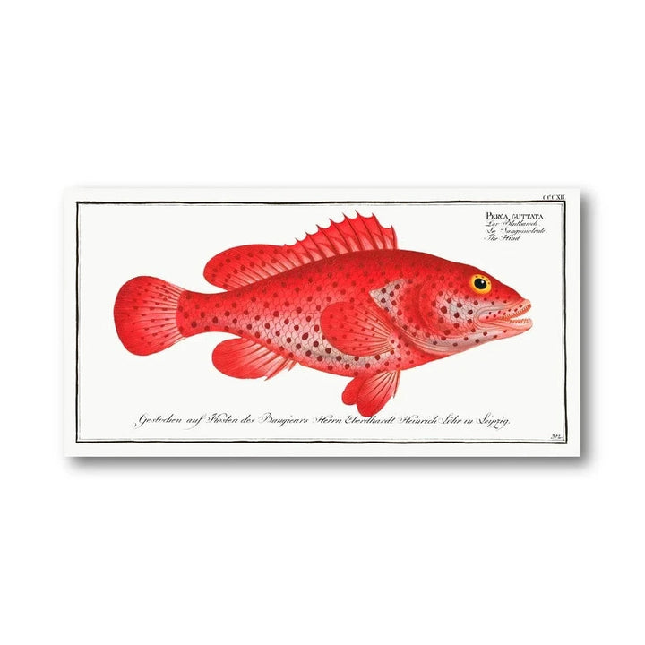 Perca Guttata Vintage Fish Art Print