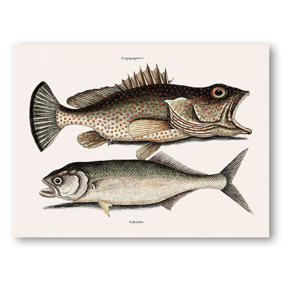Hind Fish and Skipjack Art Print