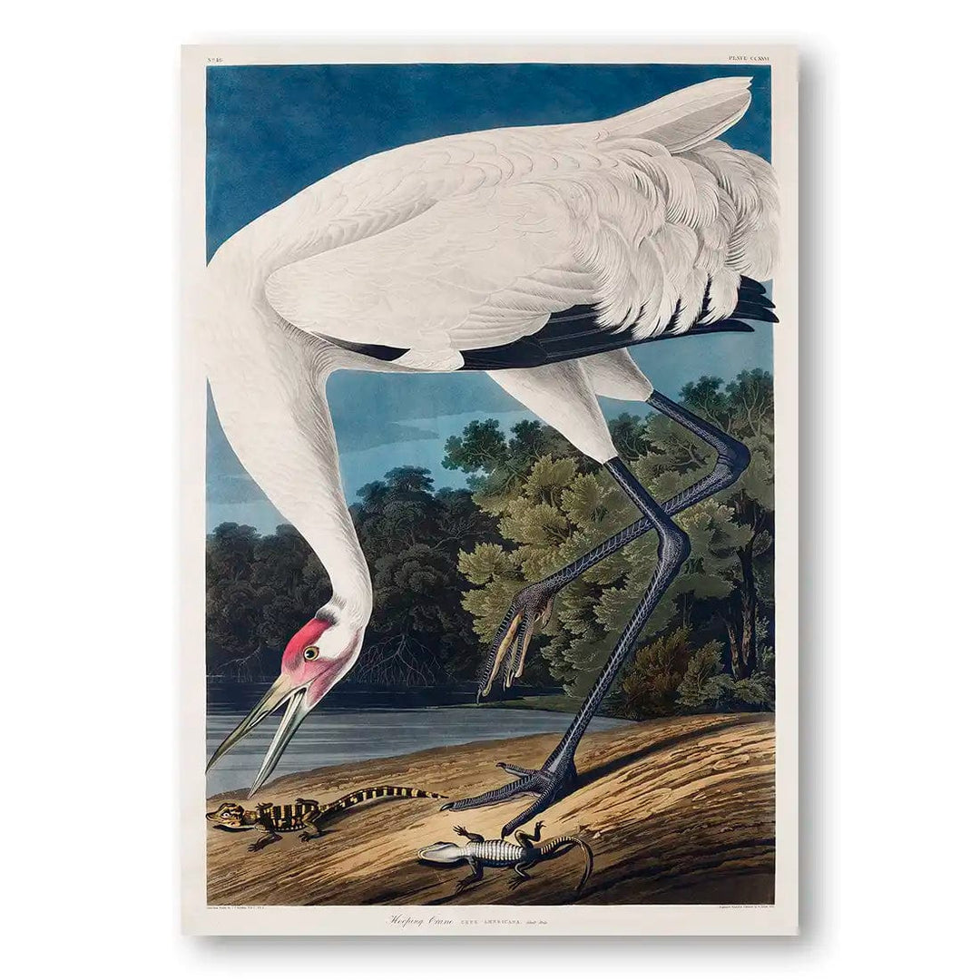 Hooping Crane by John James Audubon Art Print