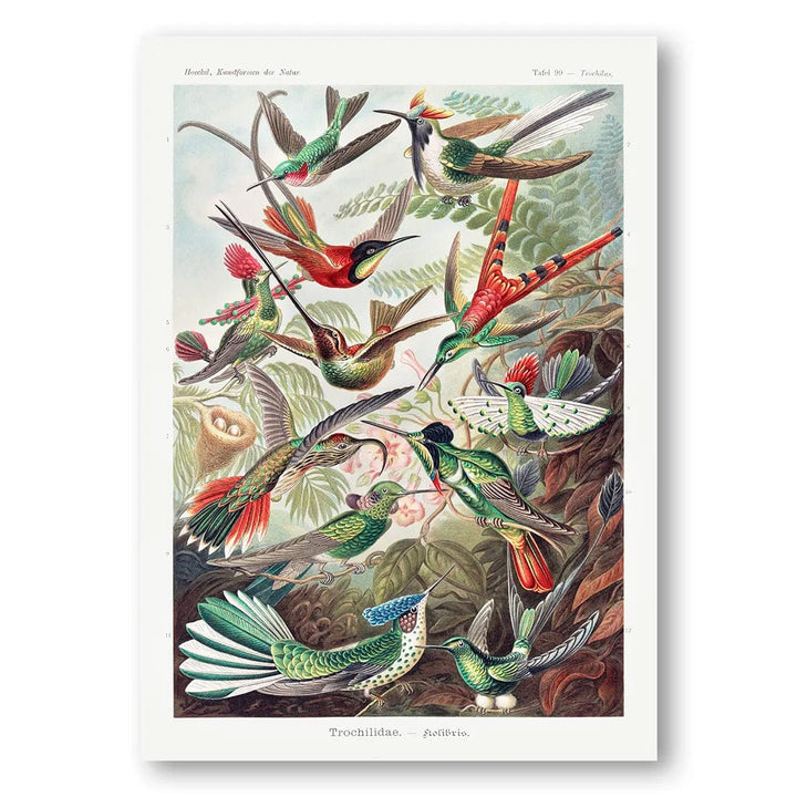 Hummingbirds Vintage Art Print