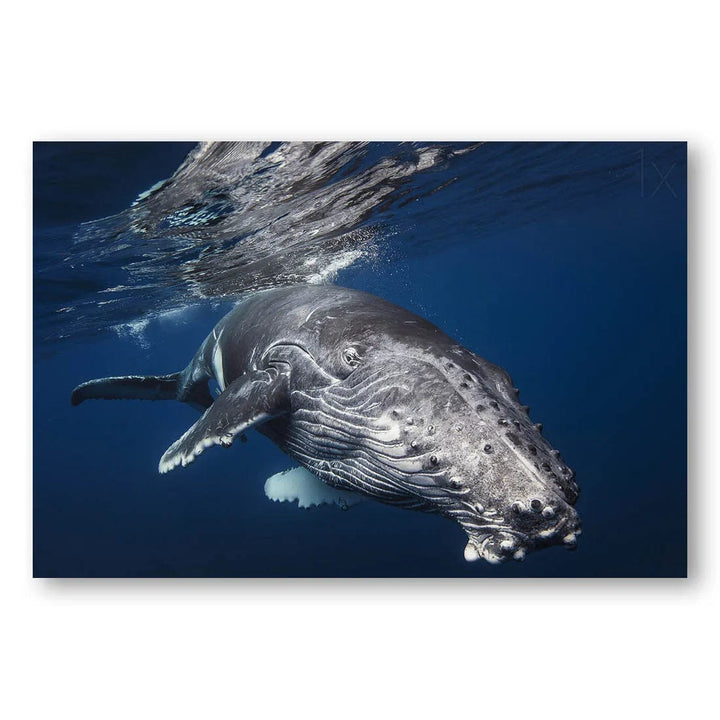 Ocean Majesty Humpback Whale Photo Print