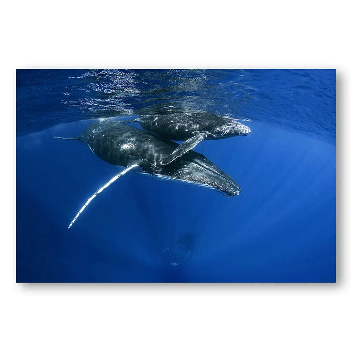 Deep Blue Humpback Dance Photo Print