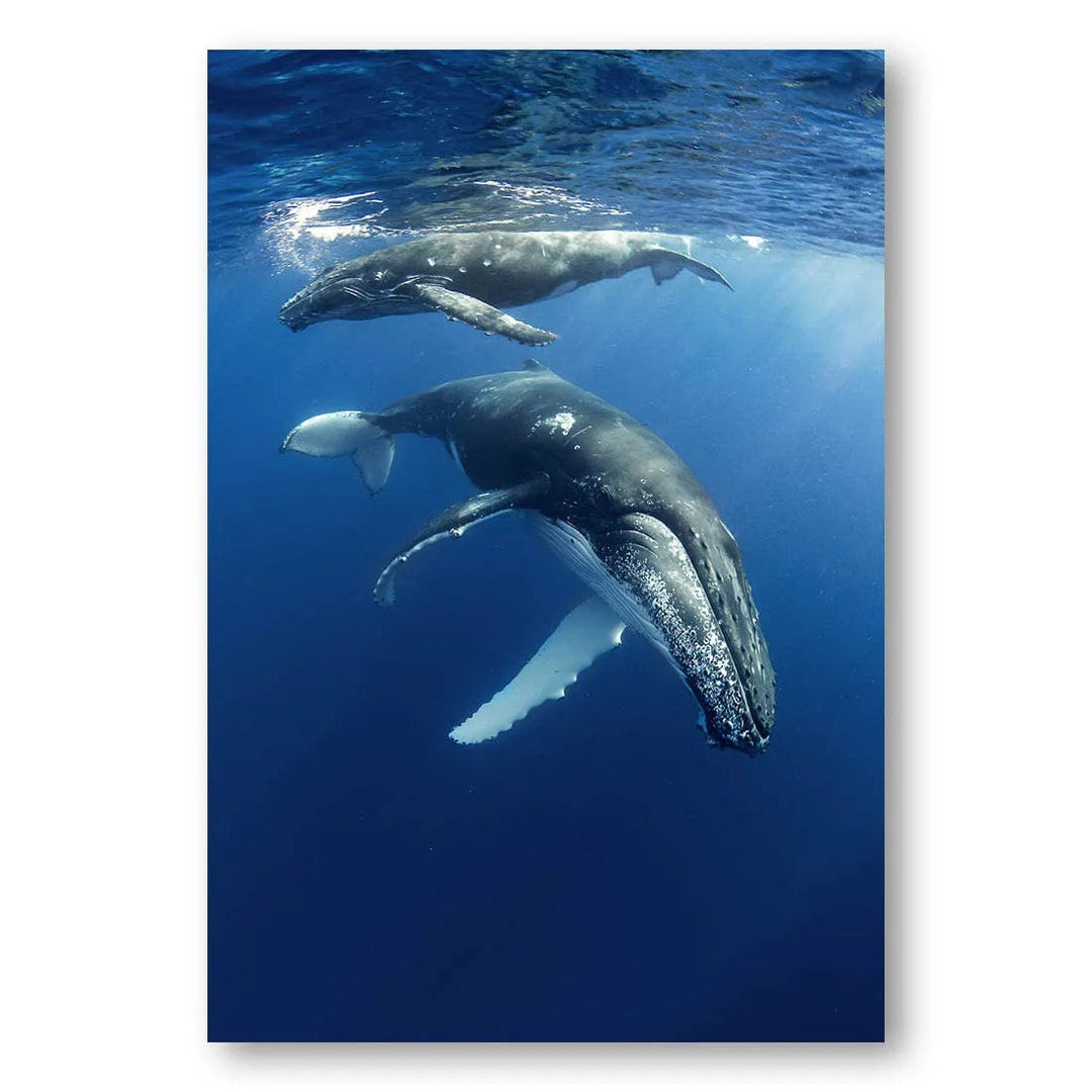 Ocean Symphony Humpbacks Photo Print