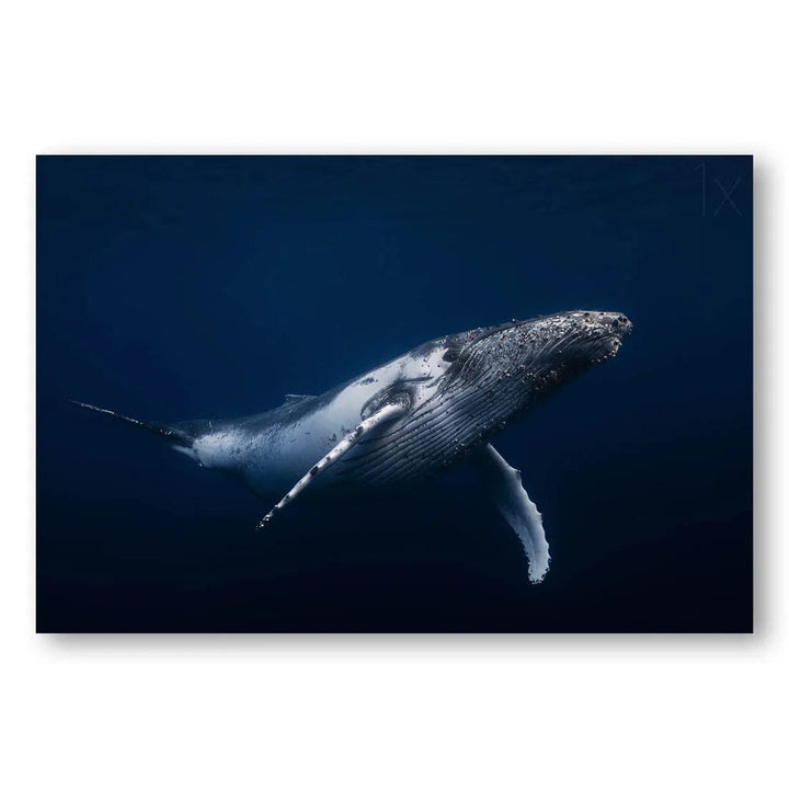 Blue Serenity Humpback Photo Print