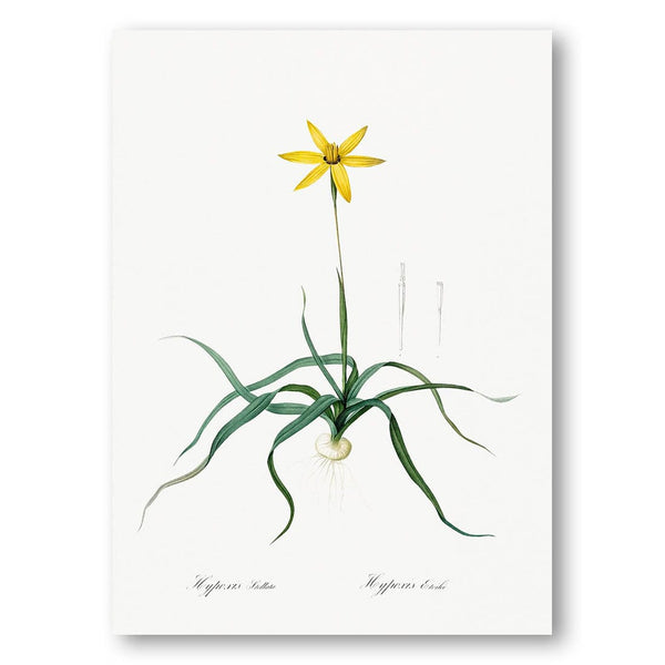 Hypoxis stellata by Pierre-Joseph Redouté Art Print